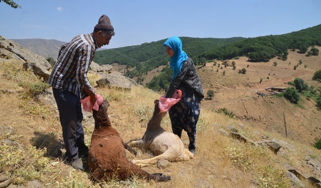 Kurtlar yine dehşet saçtı; 35 koyun telef oldu