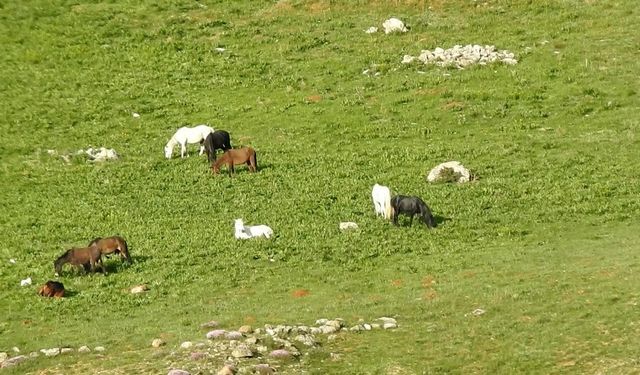 Yılkı atları Munzur Dağlarında özgürce dolanıyor