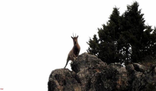 Munzur Dağlarının en narin süsleri yaban keçileri