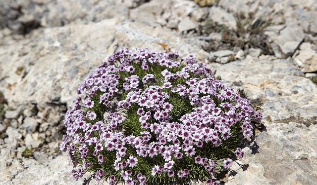 Munzur'un zengin florası akademik çalışmalarla kayıt altına alınıyor