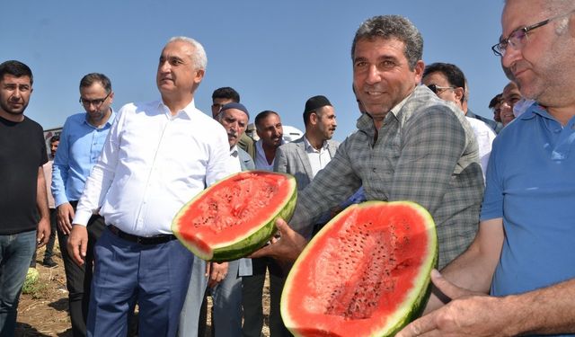 Karpuz hasadı renkli görüntülere sahne oldu