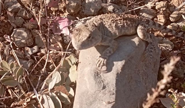 Tunceli’de 'bozkır keleri' fotoğraflandı