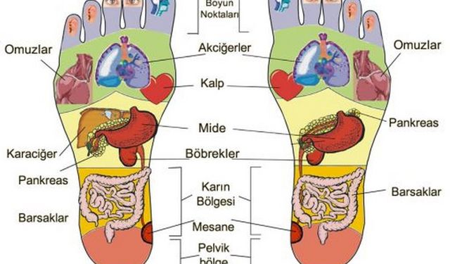 Ayaklarımızda hangi nokta hangi organımızı temsil ediyor?