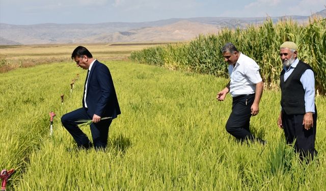 Muş'ta devlet desteğiyle 3 dekarlık alanda çeltik ekimi yapıldı