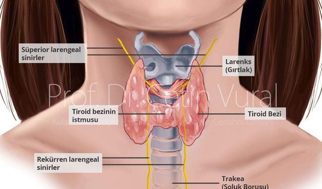 Tiroid hastalıkları ile ilgili yanıtı merak edilen 7 soru