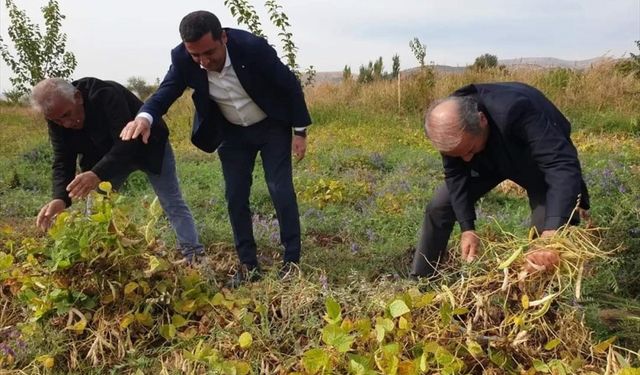 Arguvan'da fasulye hasadına başlandı