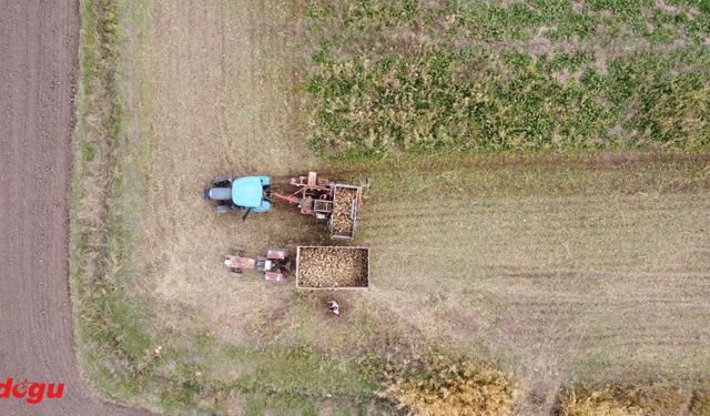 Erzincan Ovası'nda yetiştirilen şeker pancarı 1800 çiftçiye geçim kaynağı oluyor