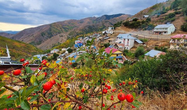 Gümüşhane'de renk cümbüşleri ile sonbahar