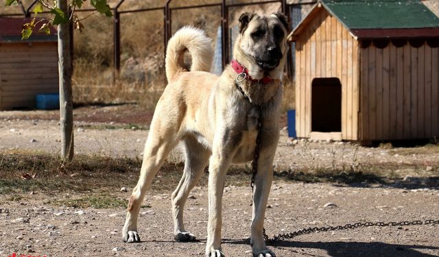 Kangalların kürkü kış mevsiminin nasıl geçeceğini gösteriyor