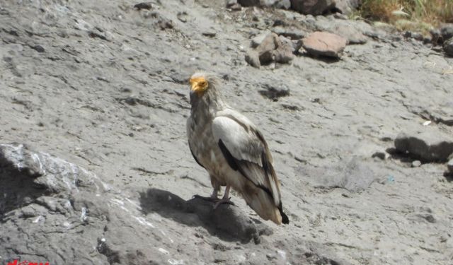 Munzur ve Pülümür dağlarındaki yaban hayatı fotokapanlarla görüntülendi