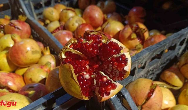 Siirt’in Zivzik narı hasadına başlandı