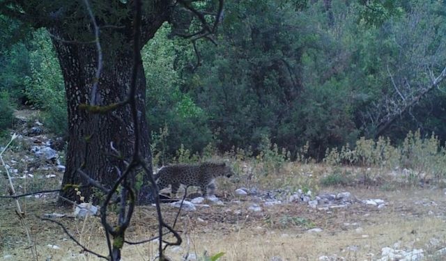 Anadolu Parsı fotokapana poz verdi