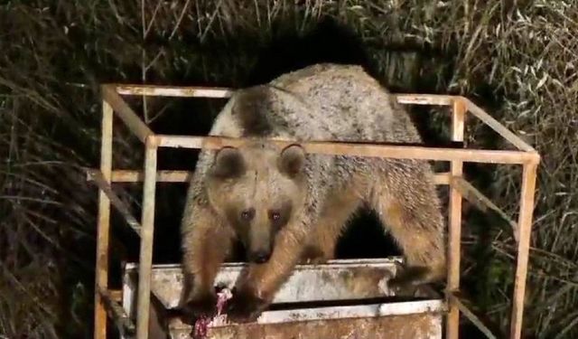 Anne ve yavru ayılar yiyecek bulmak için şehre indi