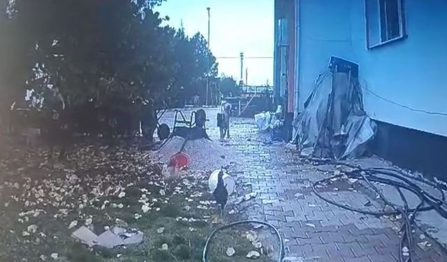 Bahçeye giren köpek, kaşla göz arasında tavuğu kaçırdı