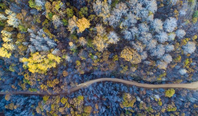 Güz renklerine bürünen Salördek ormanları turizme katkı sağlıyor