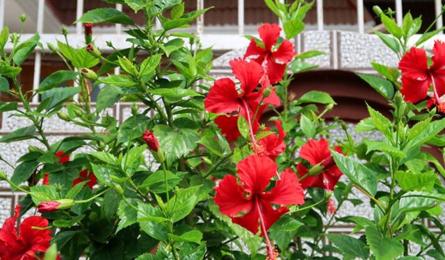 Japon (Çin) Gülü veya Hibiskus çiçeği bakımı