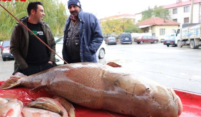 Karasu Nehri'nde oltayla yaklaşık 110 kilogramlık turna balığı yakalandı