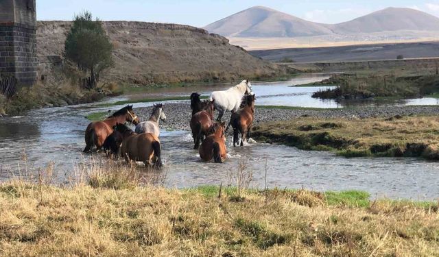 Kars’ta yılkı atları doğal ortamda görüntülendi