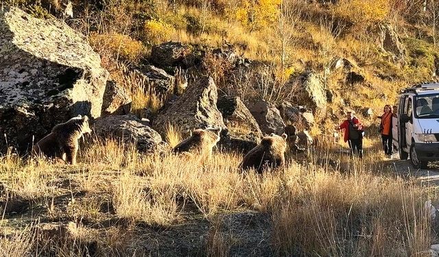 Kendilerini ve çocuklarını tehlikeye atan vatandaşlar ayıları beslediler