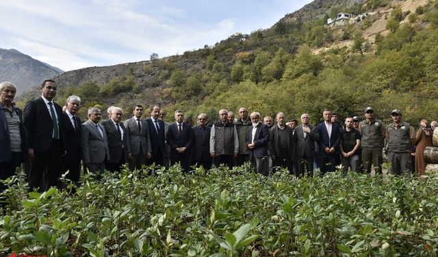 Kızılderilililerin şifa niyetine tükettiği süper meyve Aronya Gümüşhane çiftçisine umut olacak