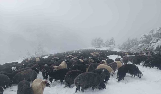 Meralar beyaz örtüyle kaplandı: Sürüler kar altında yiyecek aradı.