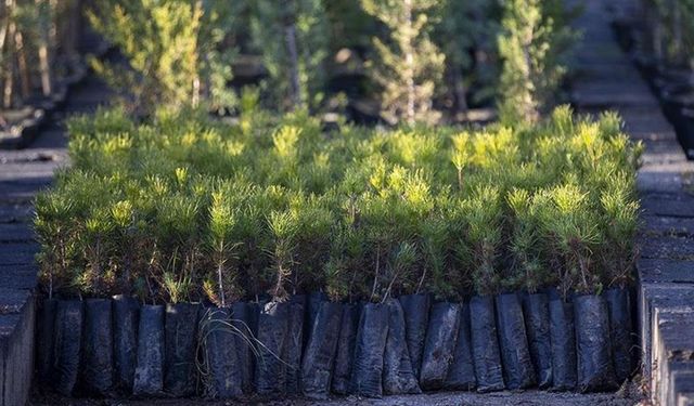 Doğu Anadolu'daki 6 ilde 77 bin 200 fidan toprakla buluşturulacak