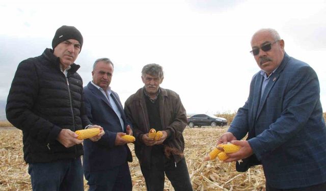 Şiddetli rüzgar hasat edilmeyi bekleyen mısırlara zarar verdi