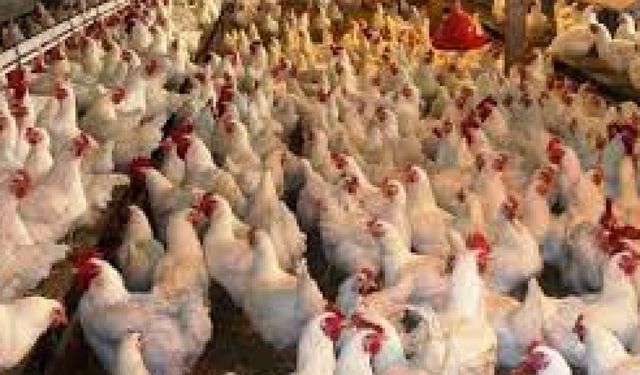 Tavuk eti üretimi 216 bin 453 ton, tavuk yumurtası üretimi 1,76 milyar
