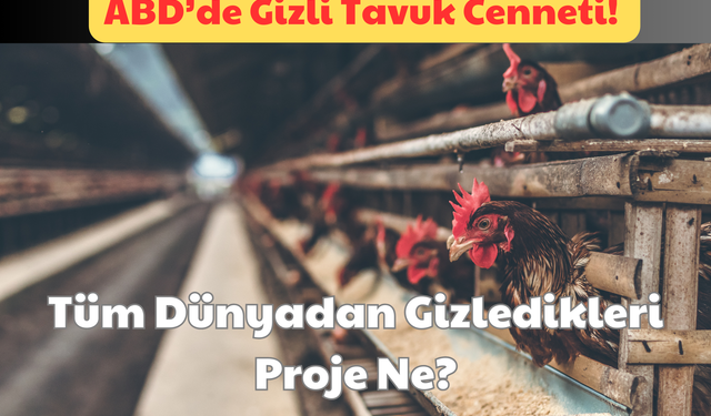 ABD’de Gizli Tavuk Cenneti: Tüm Dünyadan Gizledikleri Proje Ne?