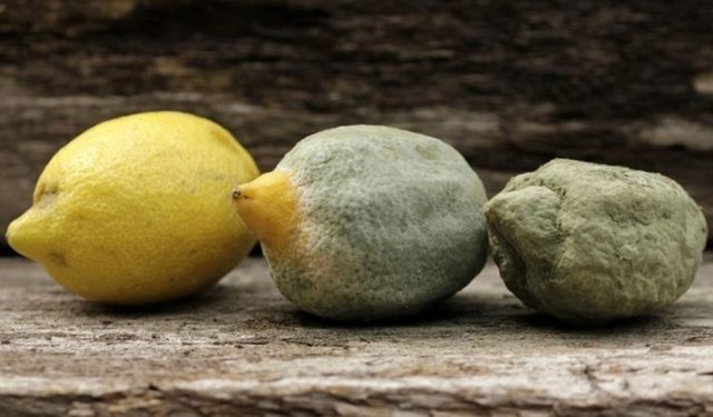 Limonu küflenmeden saklama tüyoları