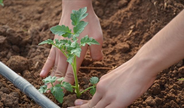 Liselerde "sürdürülebilir tarım ve gıda güvenliği" müfredata alındı