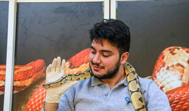 Mahalleye korku salan kral pitonunu boynuna dolayıp seviyor