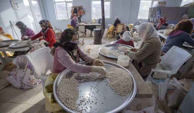 Tunceli'nin organik kuru fasulyesi kadınlarca ayıklanıp iç pazarda satılıyor