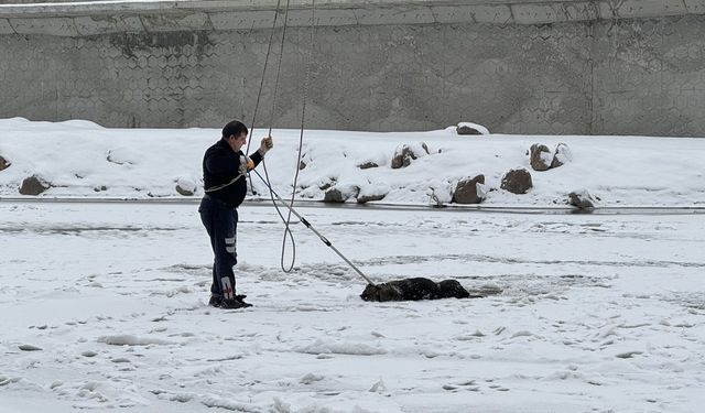 Buzla kaplanan nehrin buzu kırıldı köpek sıkıştı