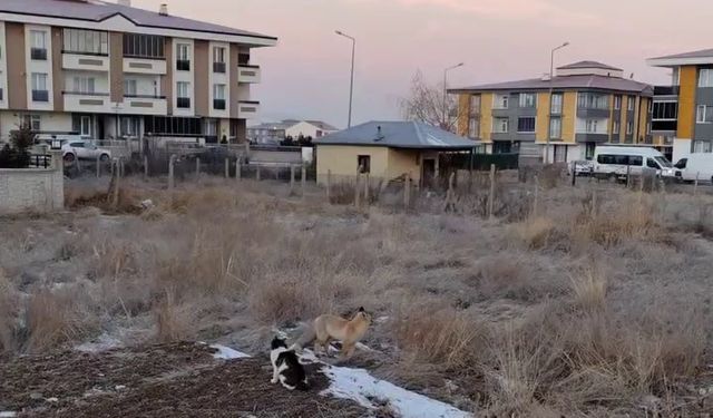 Erzurum’da tilkiler mahallelere dadandı