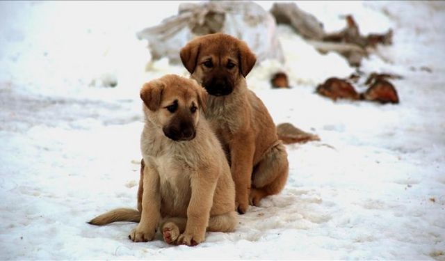 Sahipsiz köpek sorununda hızlı sonuç için kısırlaştırma değil "barınakla çözüm" önerisi