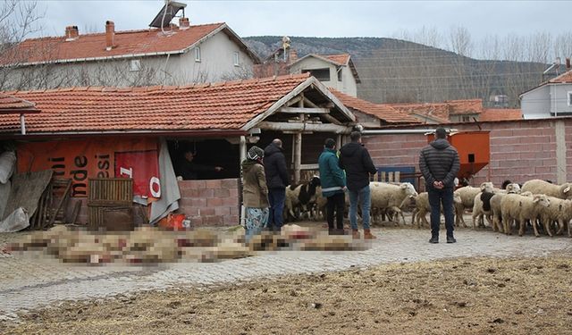 Sahipsiz köpekler 20 küçükbaş hayvanı telef etti