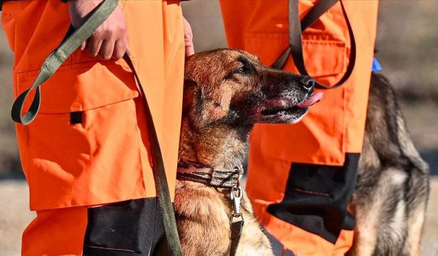 TSK'nın arama kurtarma köpekleri doğal afetlerde hayat kurtarıyor