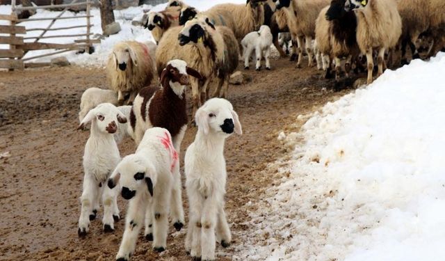 Besicilerin uykusuz geceleri devam ediyor