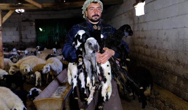 Üreticilerin kuzu doğum mesaisi başladı