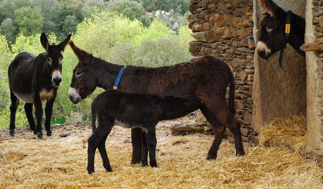 Estetikçilere kötü haber; Eşek Ticareti yasaklandı