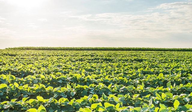 Üzümlü Sulama Kooperatifi Çiftçilere Destek İstiyor