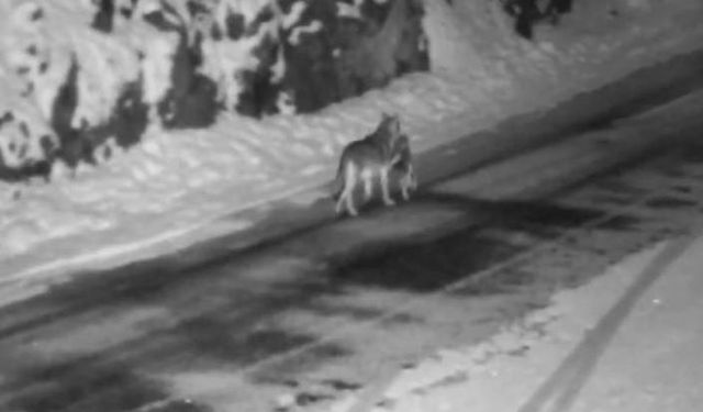 Gümüşhane’de aç kalan kurtlar avladıkları sokak köpeğini taşırken görüntülendi