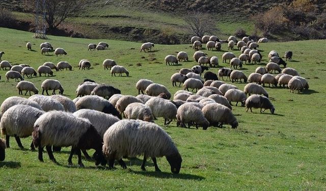 Hayvancılıkta 5 yıllık yol haritası açıklanacak