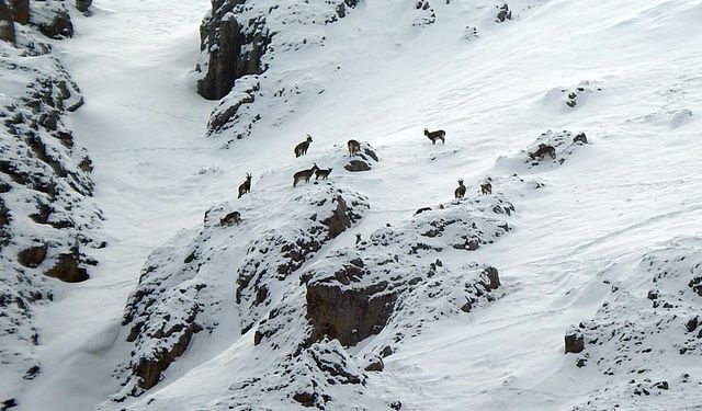 Munzur Dağlarının nazar boncuğu dağ keçileri sürüler halında göründü