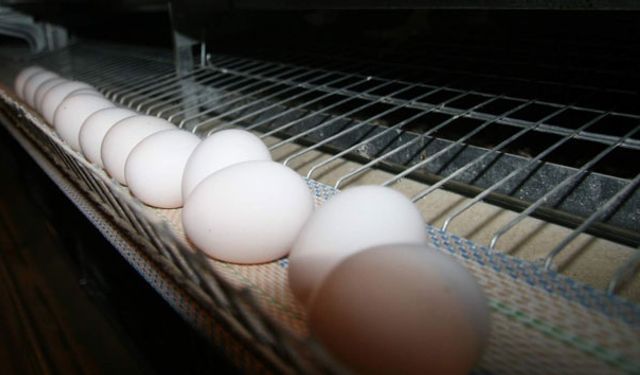 Tavuk sayısı azaldı, yumurta üretimi arttı