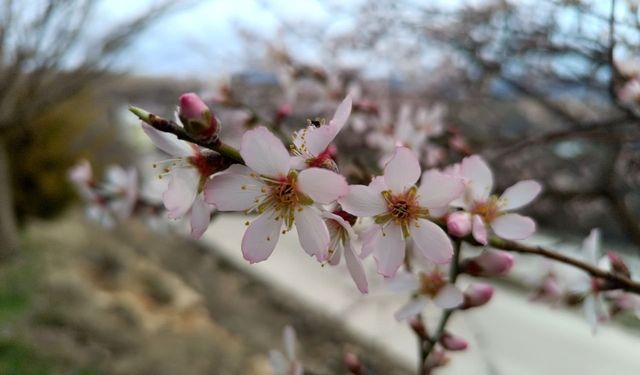 Tunceli’de badem ağaçları çiçek açtı, üretici tedirgin