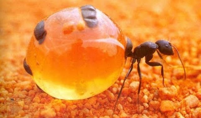 Bal Karıncalarını hiç duydunuz mu? Hadi keşfedelim