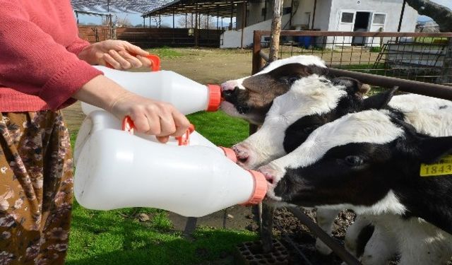915 bin 522 ton inek sütü toplandı