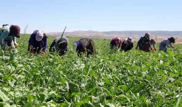Mevsimlik tarım işçilerinin günlük ücretleri arttı